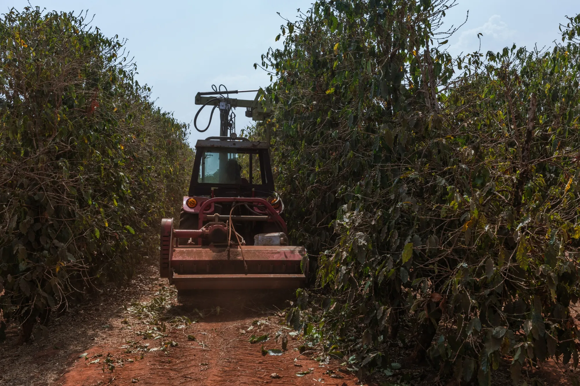 A worker prunes coffee plants affected by drought in Pedregulho, Brazil, on Sept. 18.