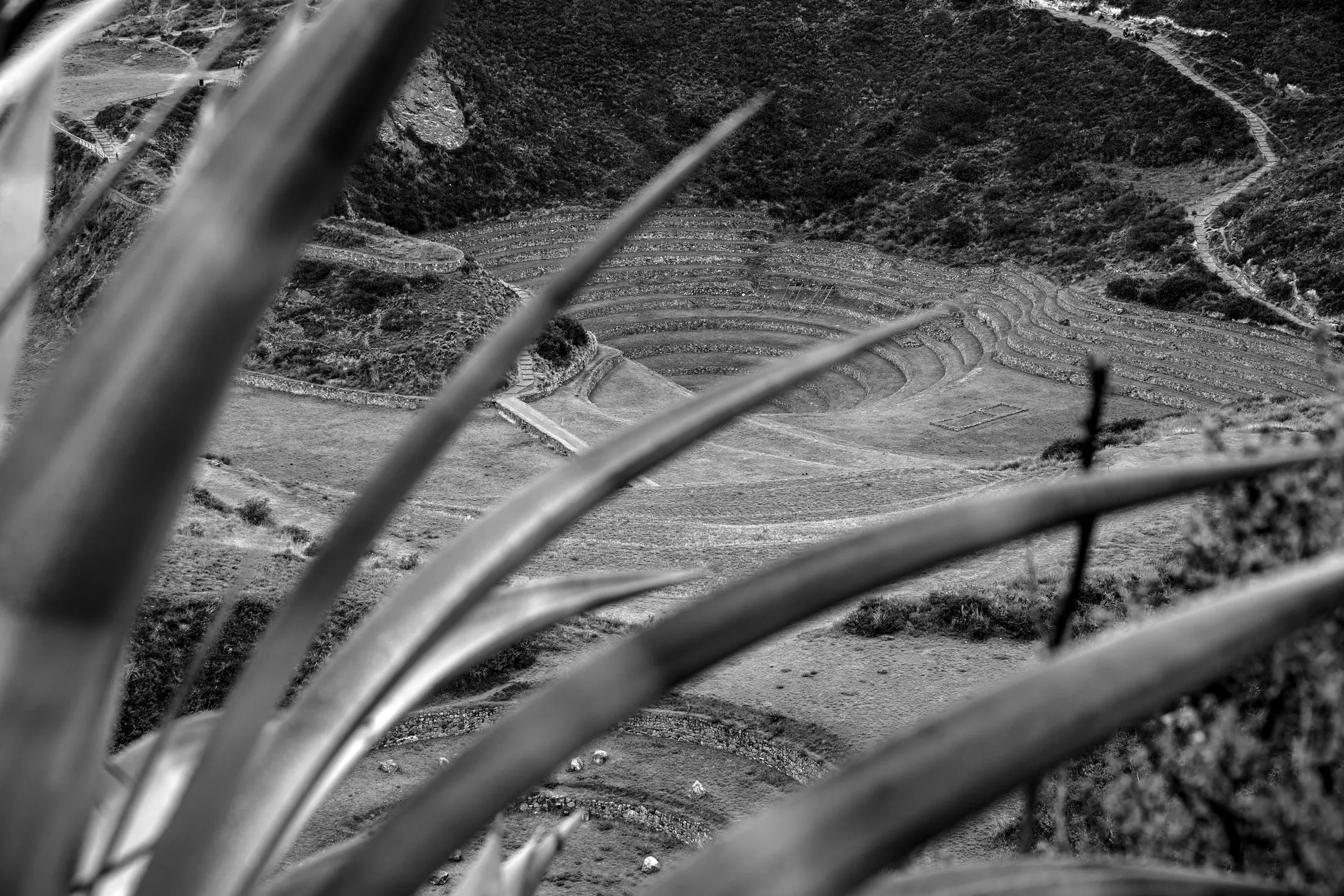 A black and white images of the Moray Inca terraces seen through the leaves of a plant in the foreground.