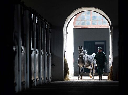 Janow Podlaski Stud