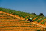 A tractor passes vineyards in&nbsp;South Africa.