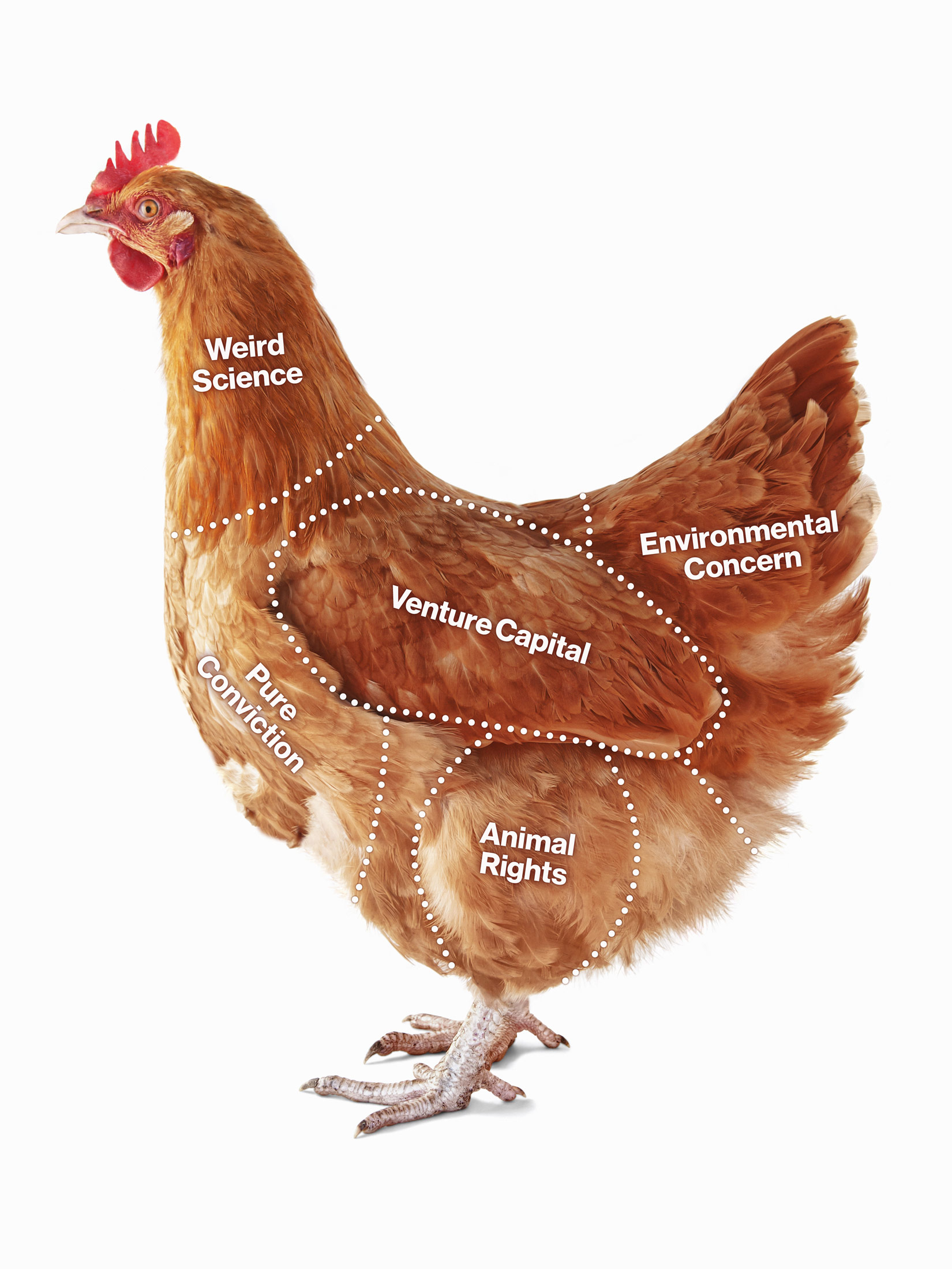 Upside Foods Struggles With Lab-Grown Chicken Despite $600 Million