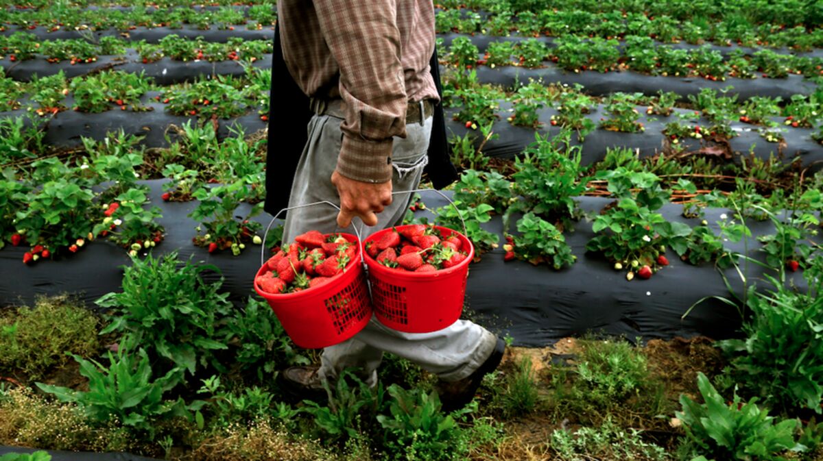 The Farm To Table Movement And Rural Gentrification Bloomberg