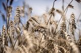 Hungarian Wheat Harvest Amid Ukraine Grain Purchase Ban