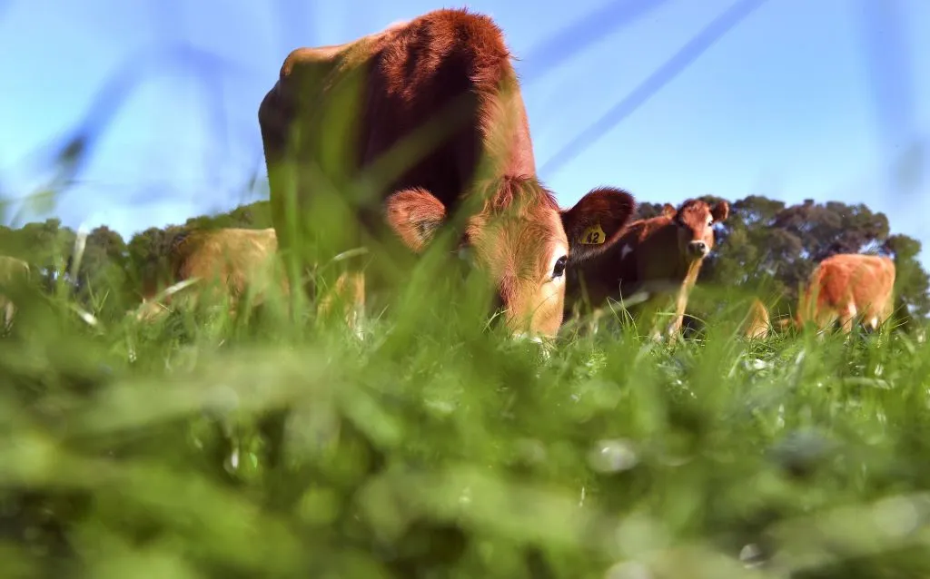 Eat too much and there won’t be grass for anyone.