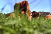 NZEALAND-EARNINGS-FOOD-DAIRY-FONTERRA