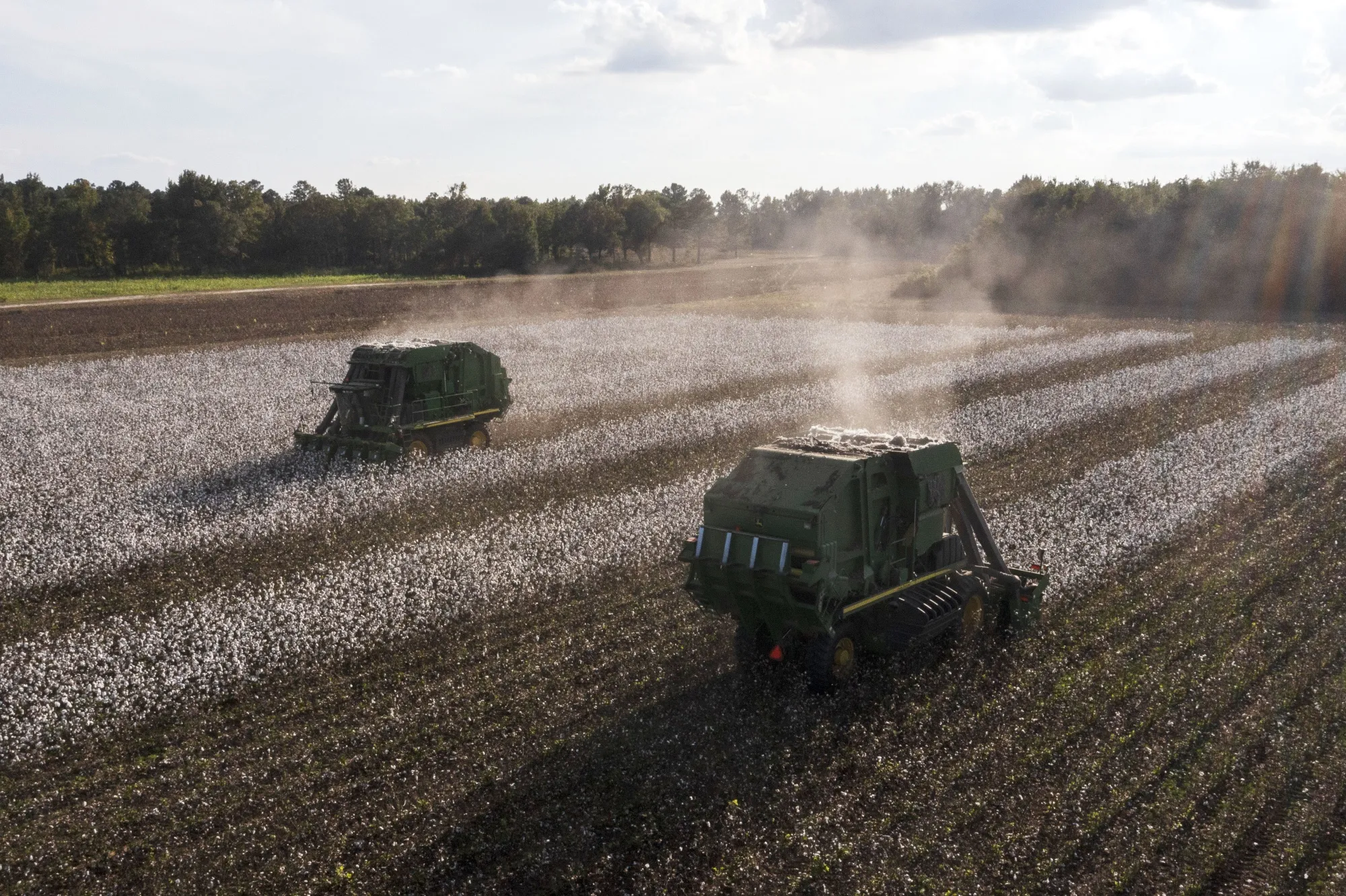 Workers harvest cotton at farm in Lee County, South Carolina.
