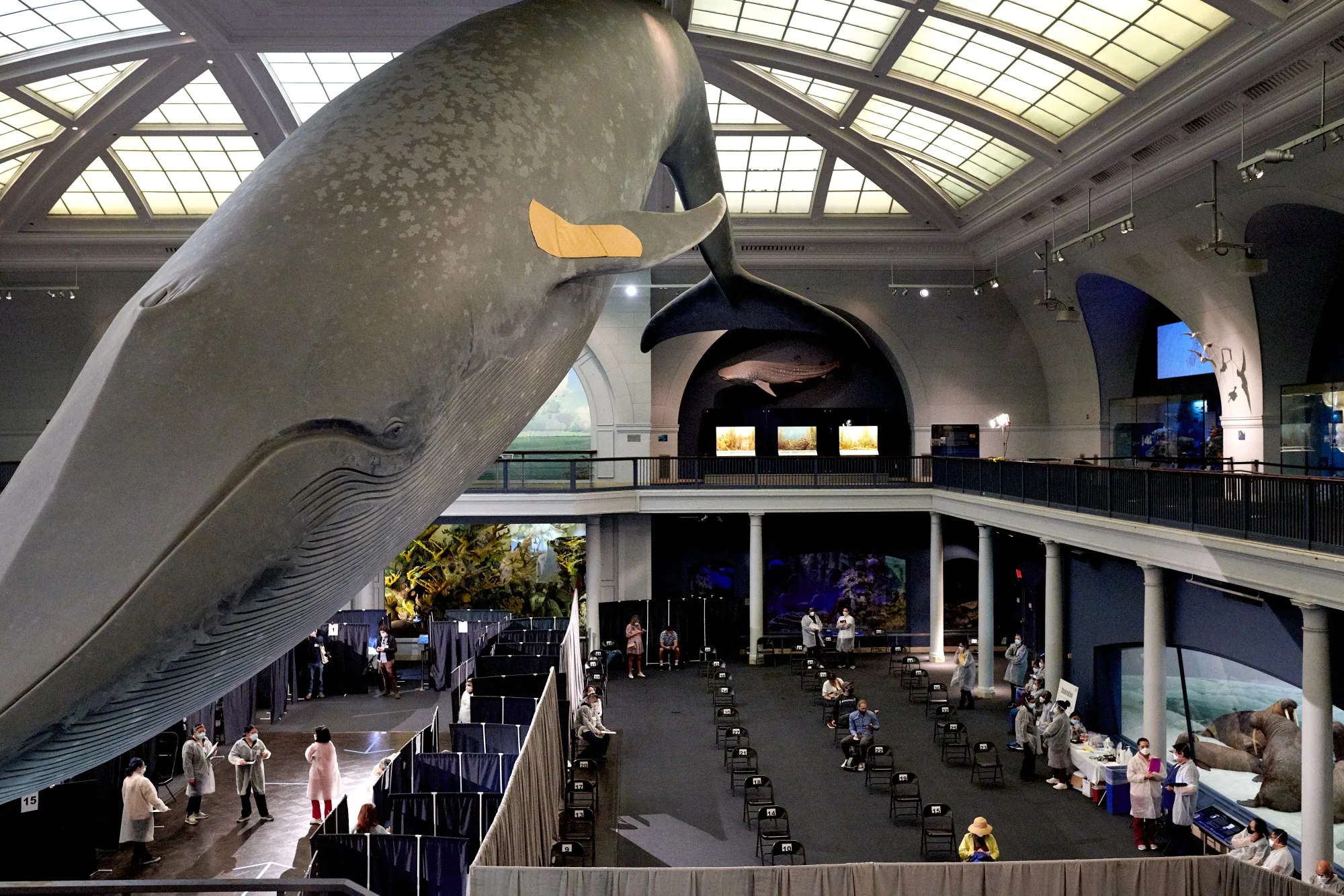 A band-aid on a whale sculpture.