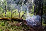 View of indigenous trees felled by illegal loggers for