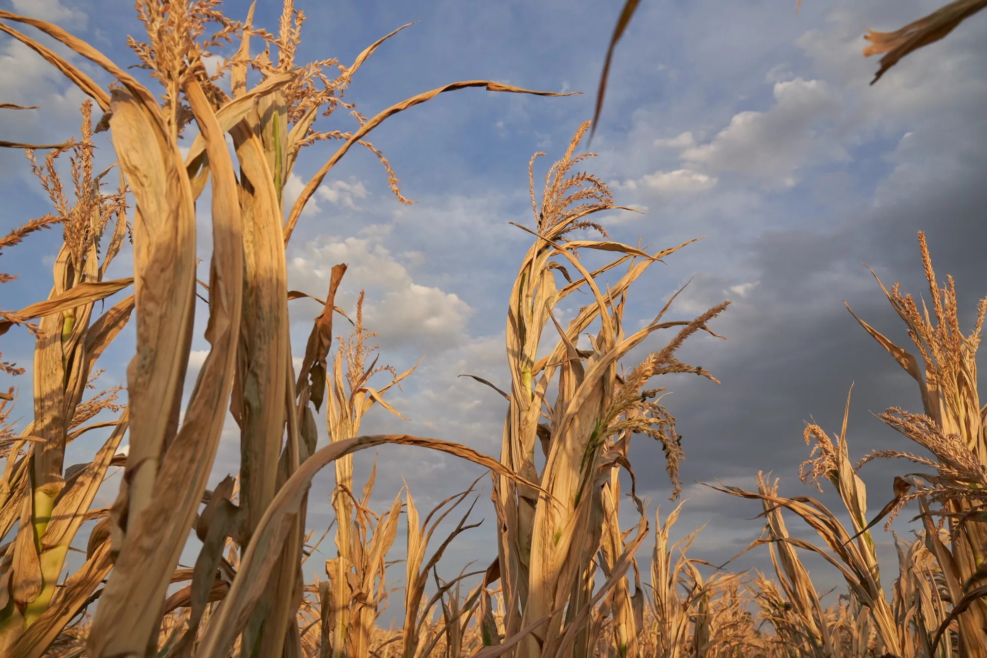 Corn damaged at a drought-affected farm in San Jose de la Esquina, Argentina, on Monday, Jan. 16, 2023.&nbsp;