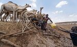 Camel herders scoop up water in plastic buckets from one of the few watering holes in the area, to water their animals near the drought-affected village of Bandarero, near Moyale town on the Ethiopian border, in northern Kenya on March 3, 2017.
