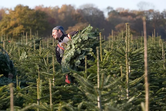 These Christmas Trees Have Frequent Flier Miles