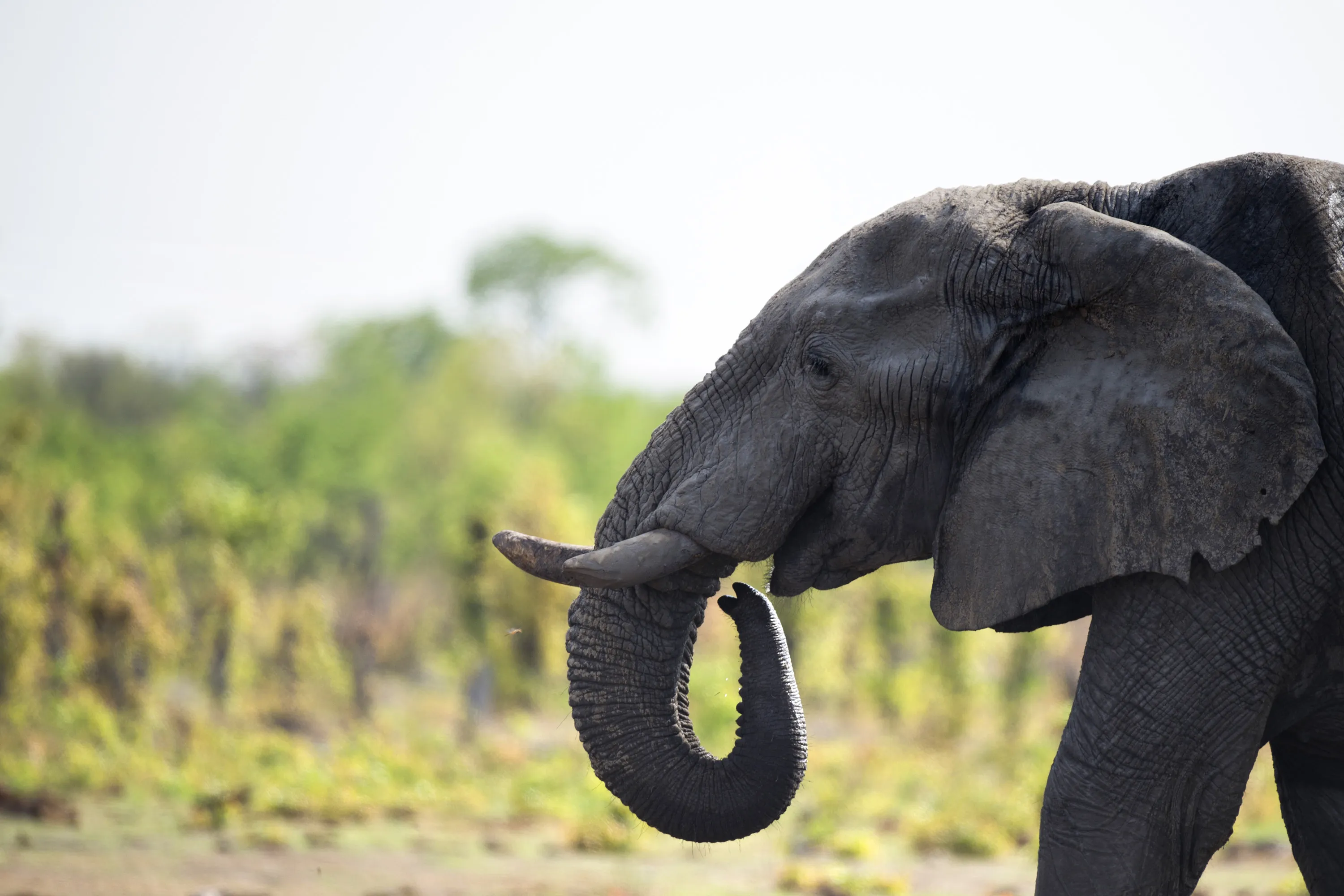 Zimbabwe has the world’s second-largest population of elephants.