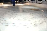 A thousand of dead fish is frozen into the ice at a skating rink at the Space World amusement park in Kitakyushu, Fukuoka Prefecture on Nov. 27, 2016.