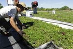 A man puts a pallet of live plants on the roof of the Illinois Department of Agriculture building in Springfield, Ill.