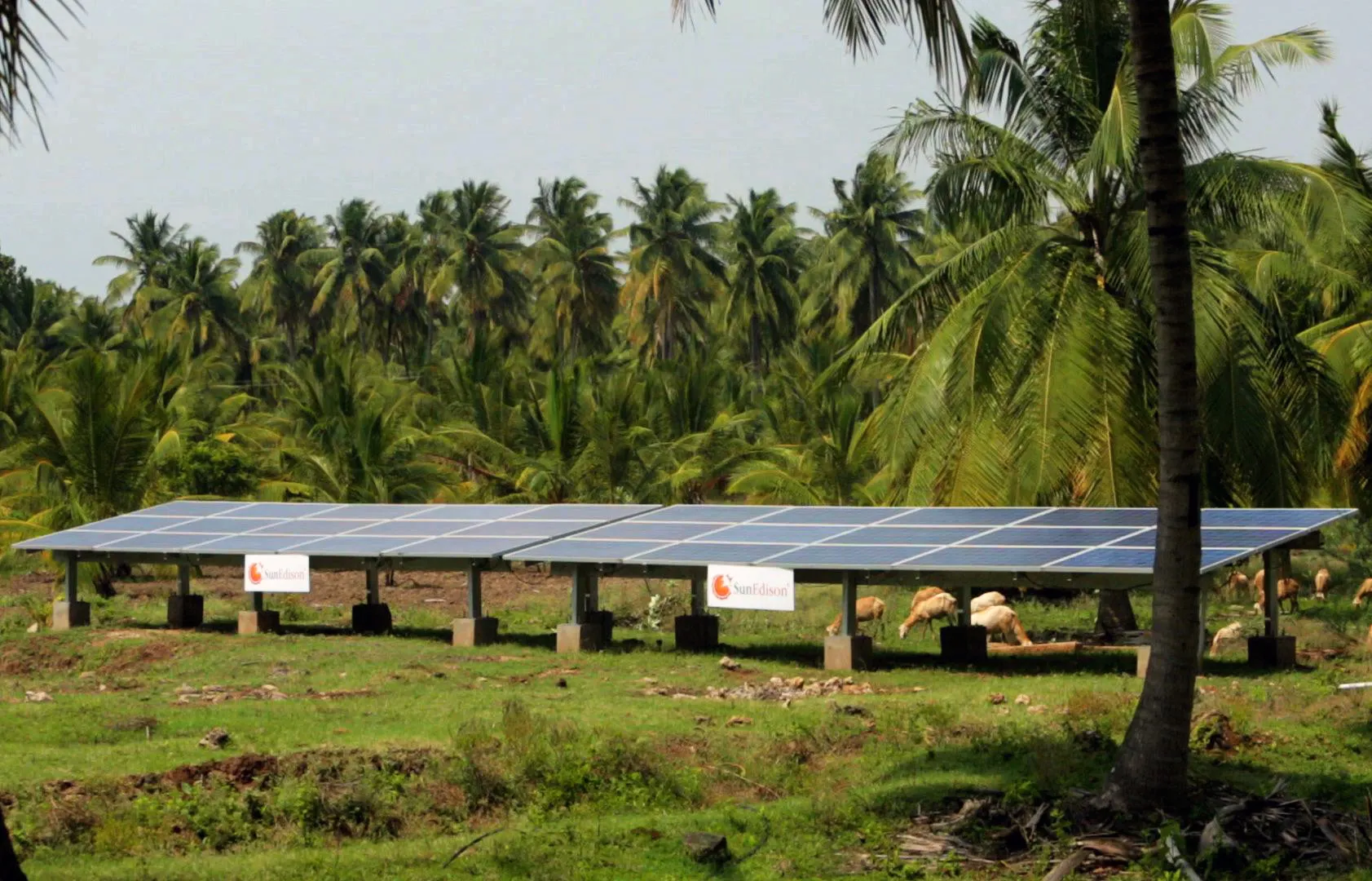 SunEdison Energy India Pvt Ltd. solar panels sit on a farm in Rajasthan, India. Photo: SunEdison Energy India Pvt Ltd. via Bloomberg
