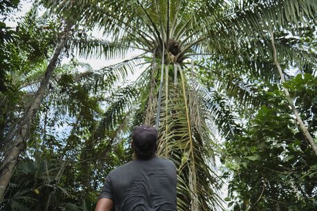 Operations During A Colombian Palm Oil Harvest
