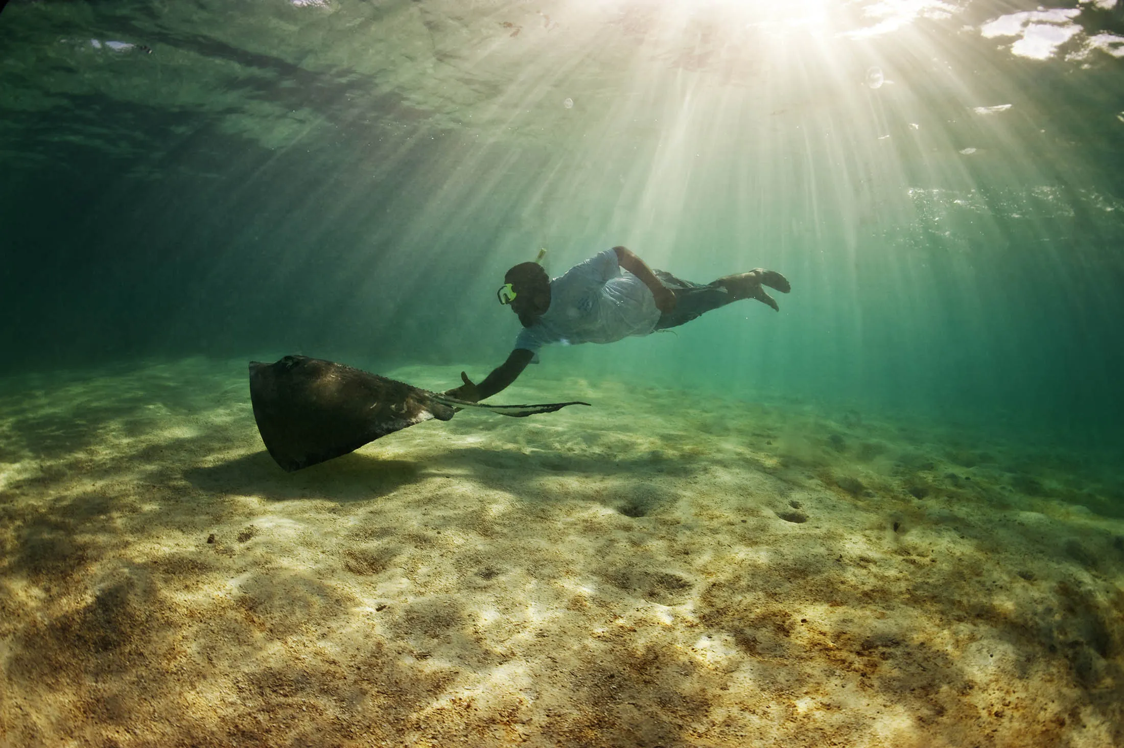 A freediver plays with a stingray.
