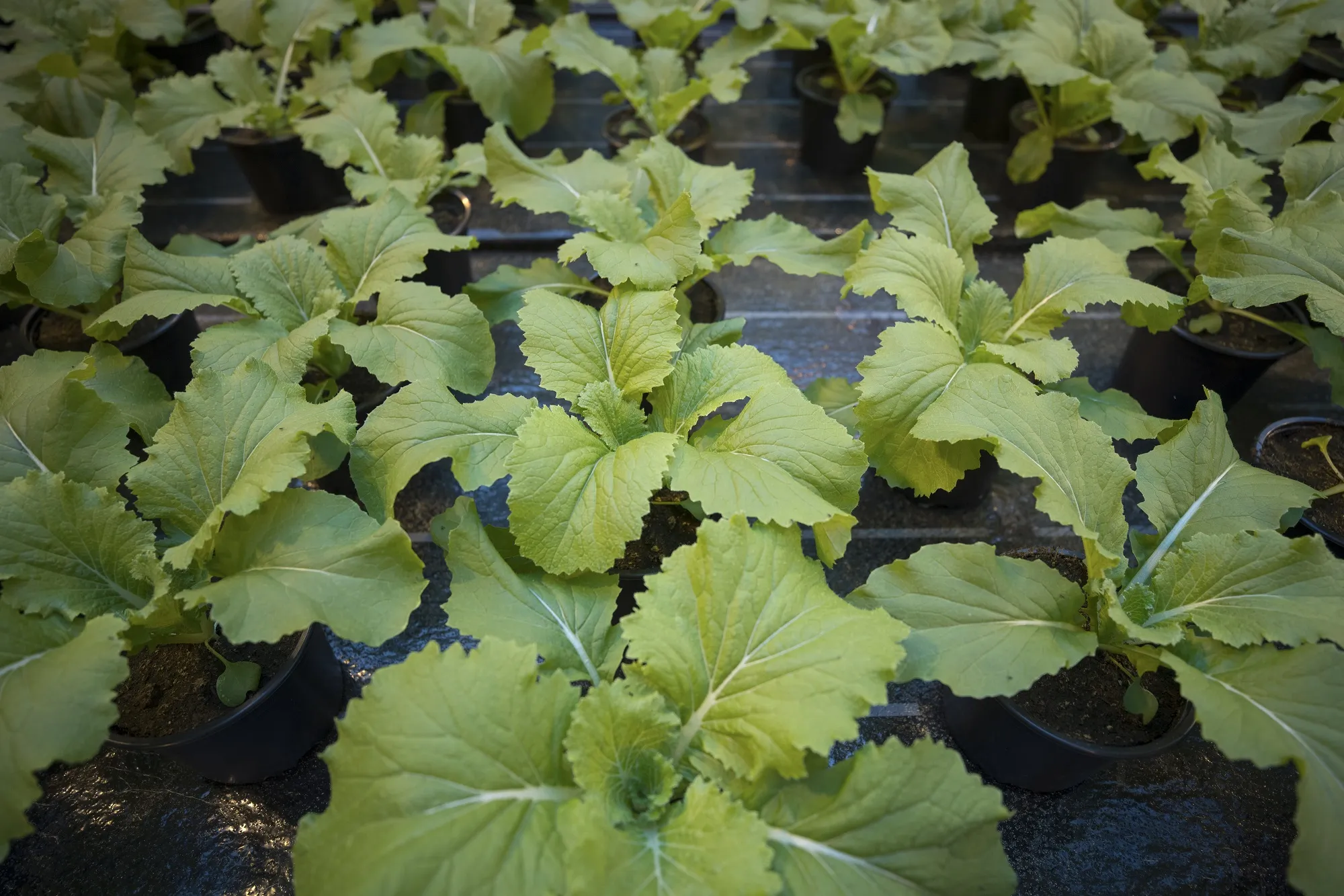 1523360161_cabbage
