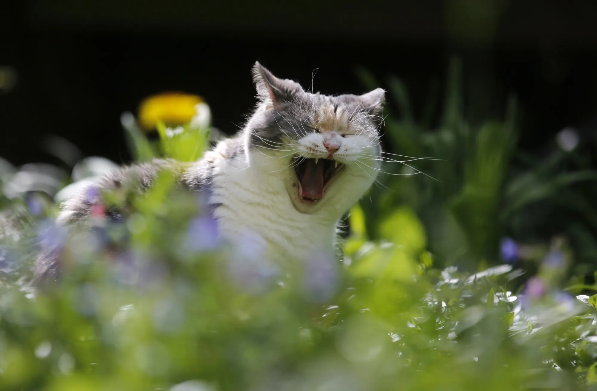 Cat Rrrrrr Matt Levine, John Authers: Is GameStop (GME) the Only Game in Town ...