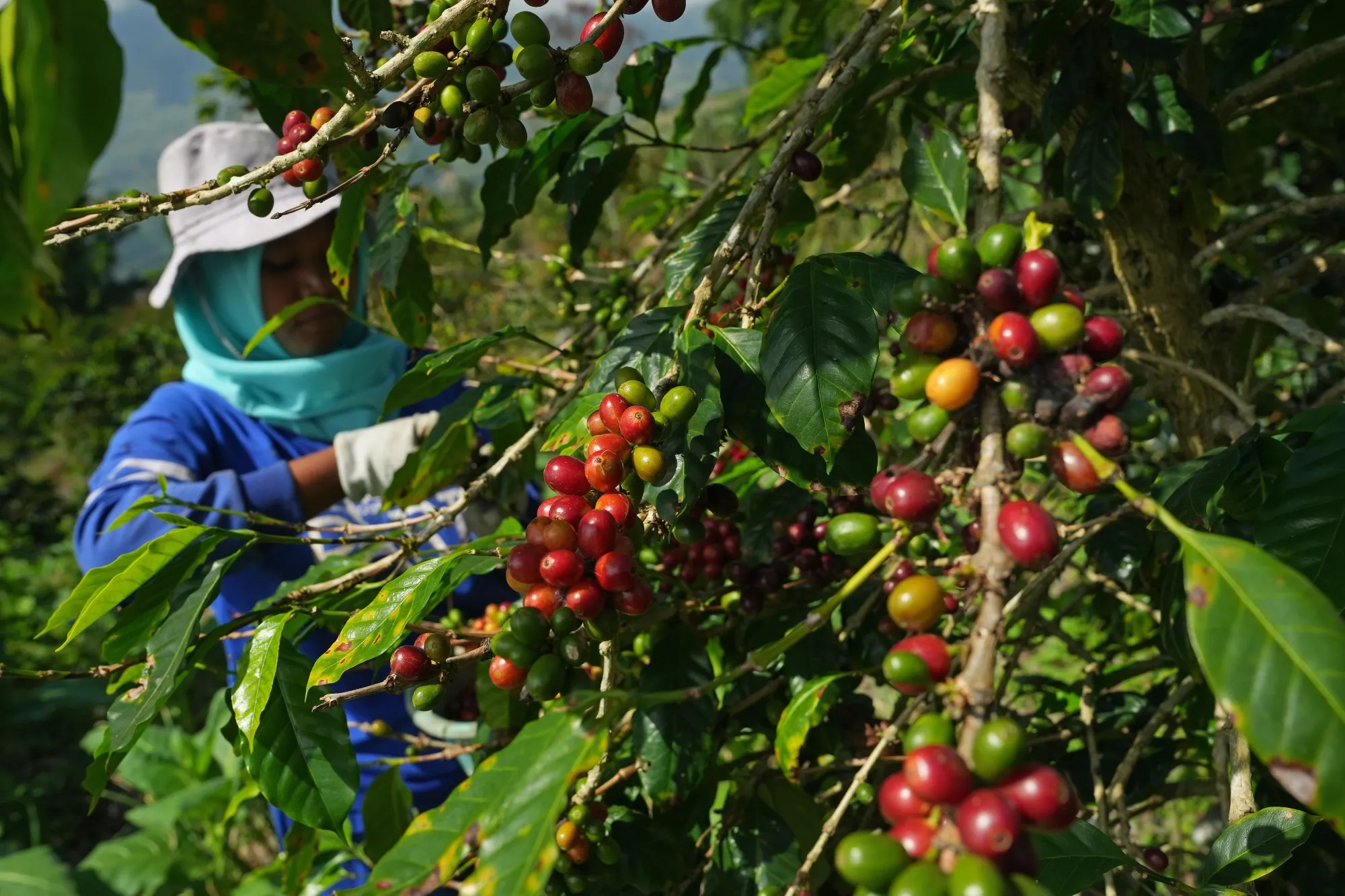 A farmer harvests coffee cherries at a plantation in Temanggung regency, Central Java, Indonesia.