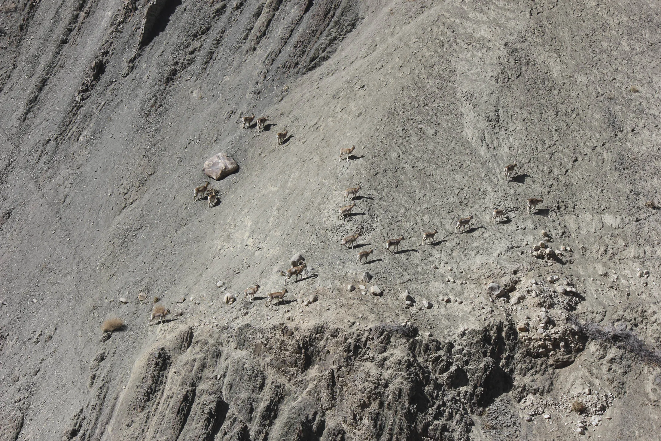 What To Know Before You Go Tracking Snow Leopards at 13,000 Feet - Bloomberg