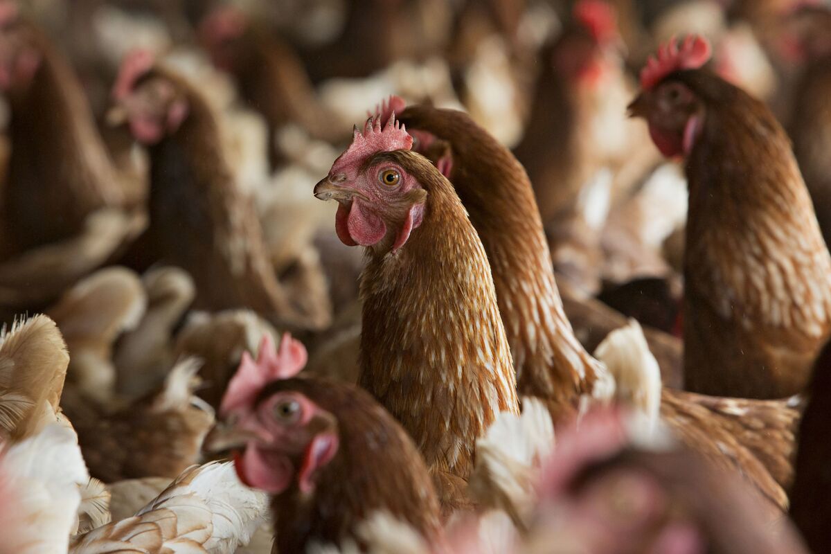 Perdue Unveils a More Humane Chicken Slaughter Process - Bloomberg