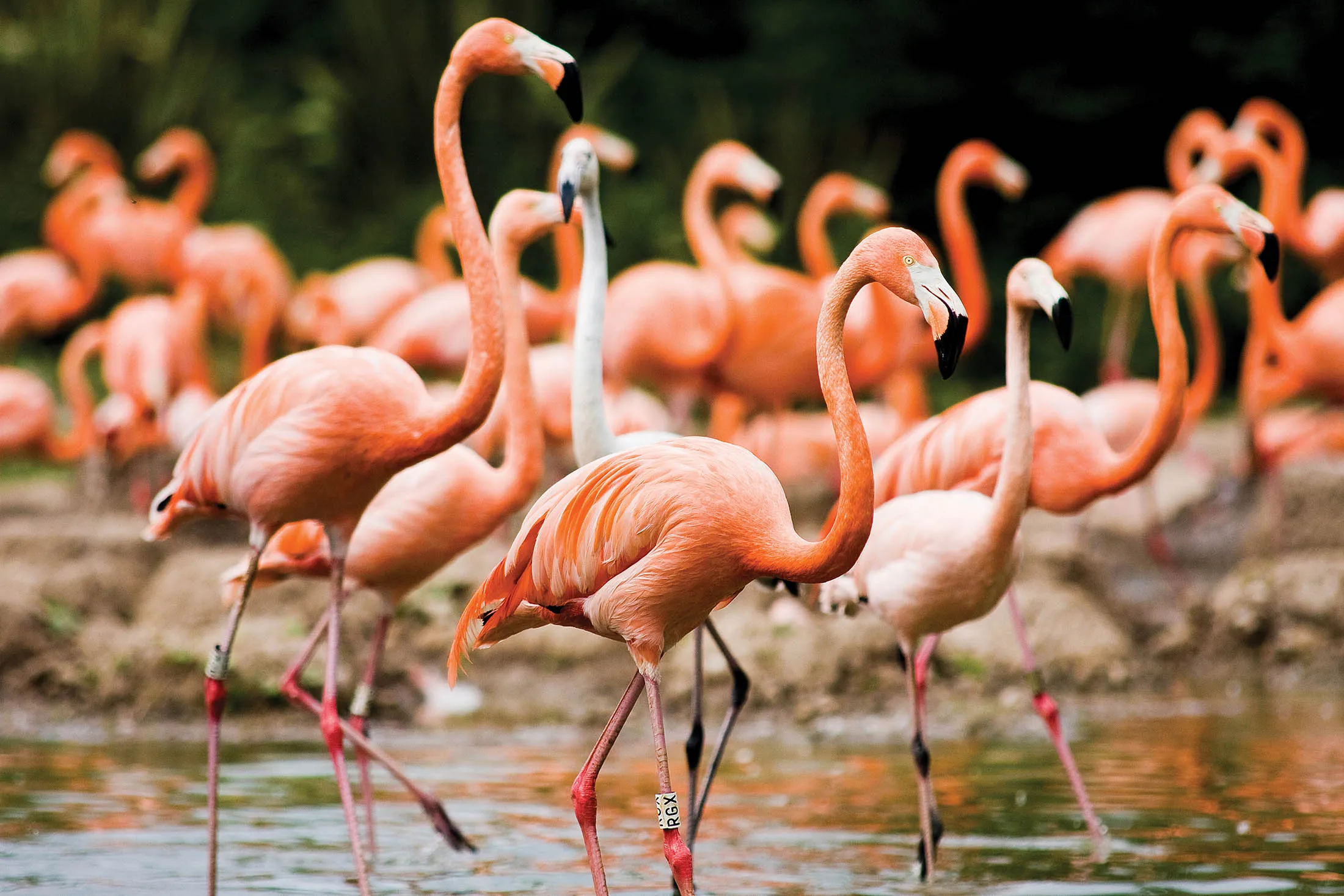 1467685154_flamingo