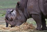 Taronga Western Plains Zoo Welcomes Baby White Rhino