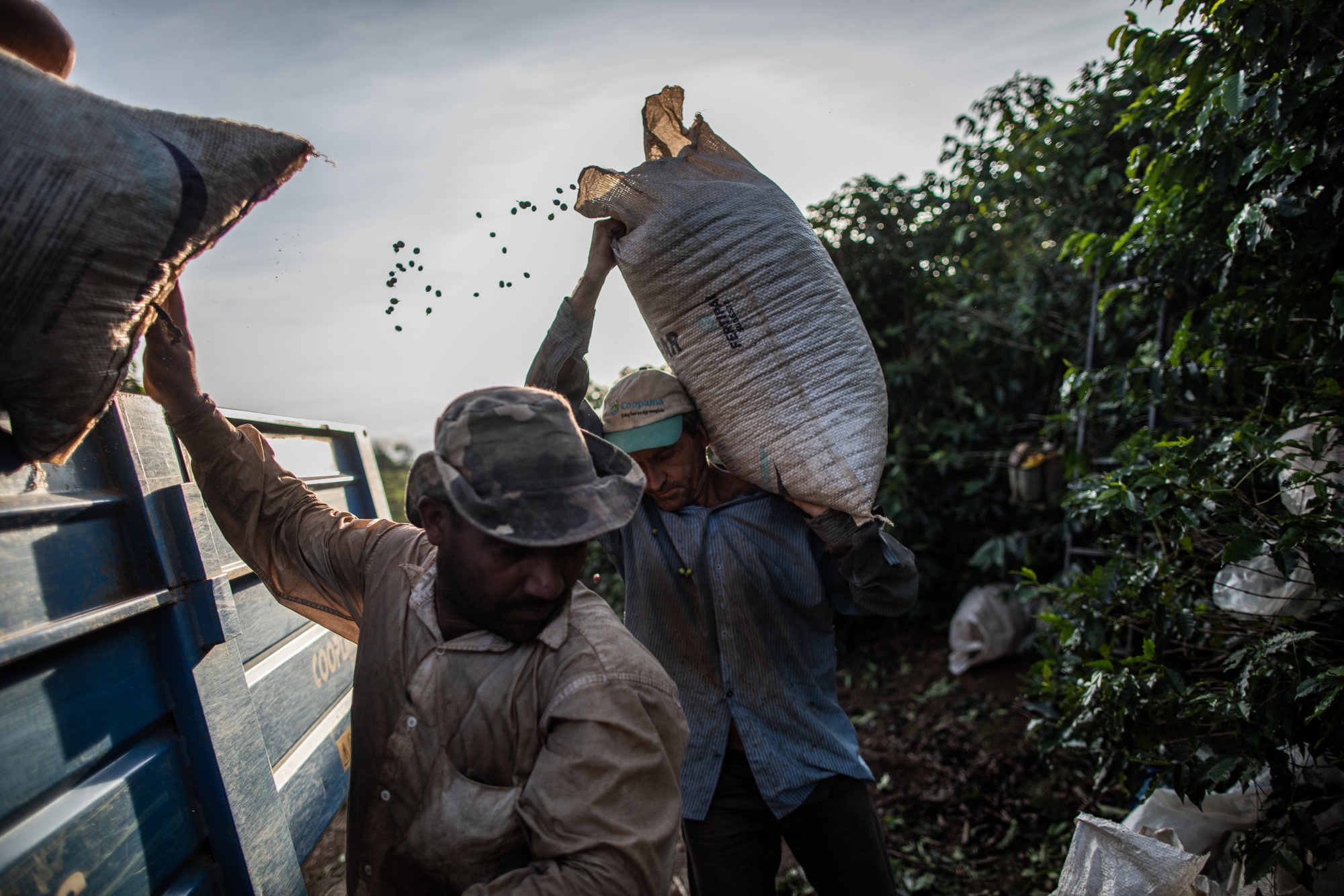 Workers harvest coffee on a farm in Machado, Minas Gerais state, Brazil, in 2019.