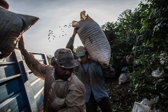 The World Is Facing a Coffee Deficit in Supply Chain ‘Nightmare’