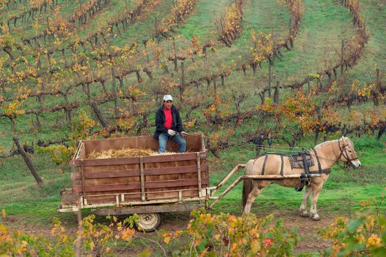 Organic Winemaking Is a Zoo With Armadillos, Falcons, and Pigs