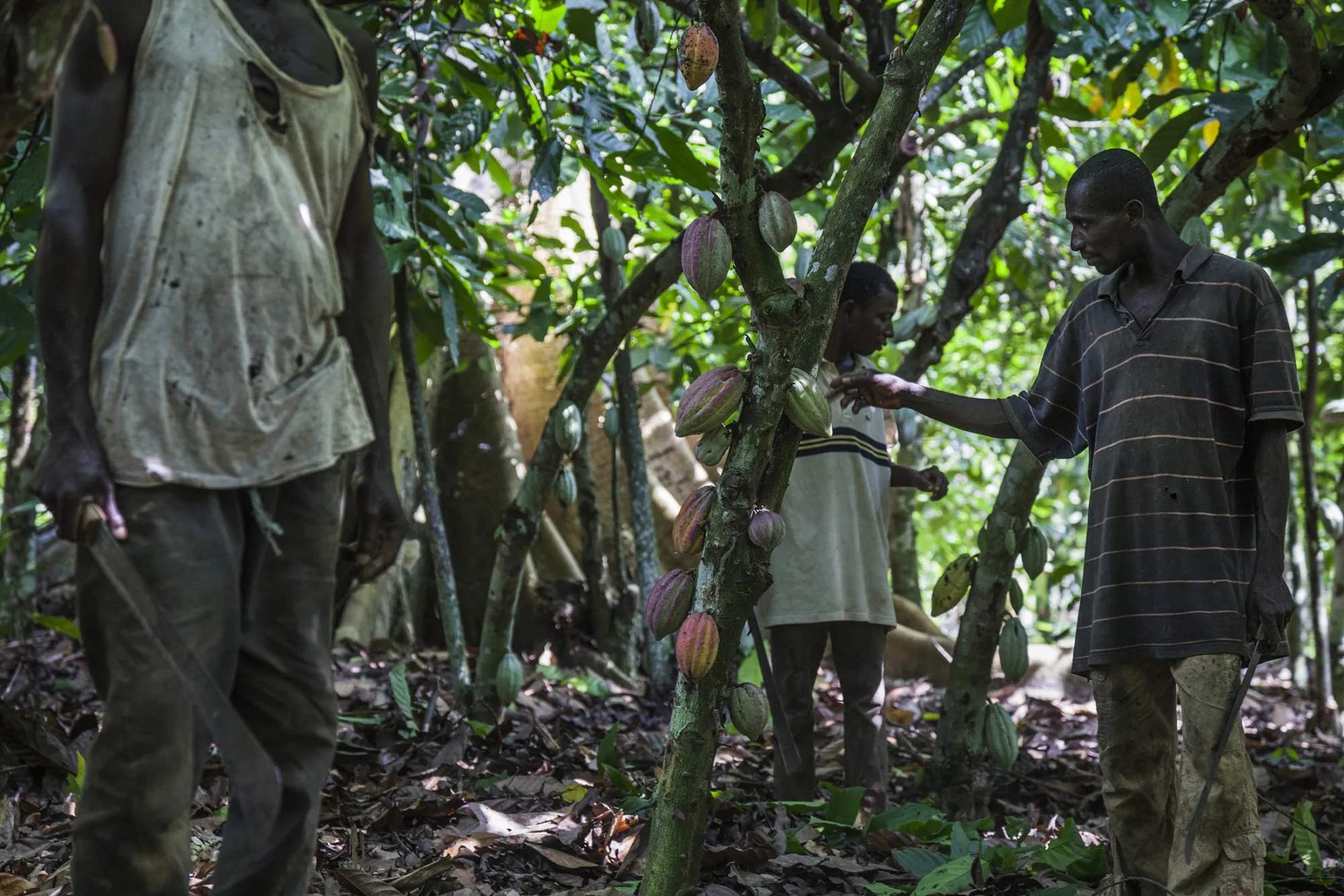Workers harvest cocoa fruit from trees on a cocoa plantation in Agboville, Ivory Coast.
