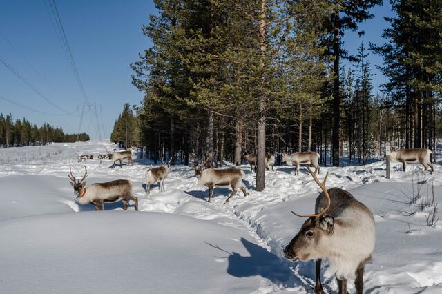 Reindeer near powerlines