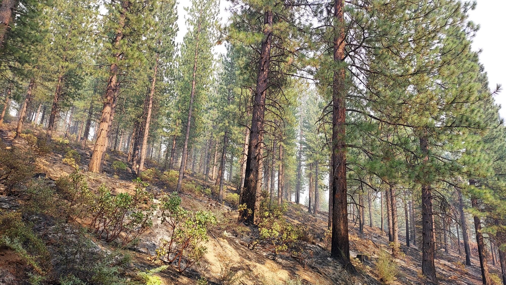 Some sections of forest scorched by the Caldor Fire, the 15th largest in California history,&nbsp;are still intact and green as of early September, in part thanks to the work of earlier fuel reduction treatments such as prescribed burning.
