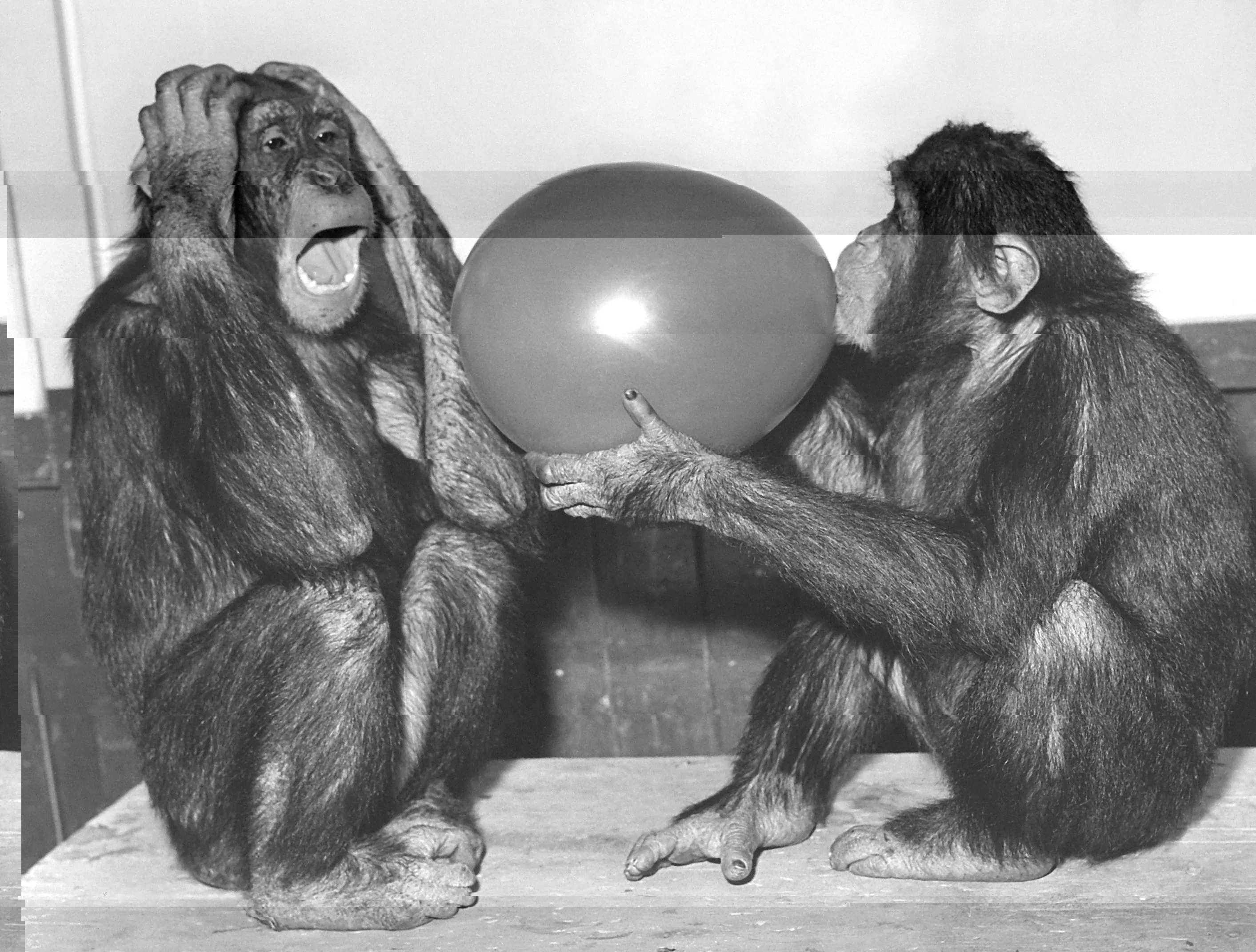 Animal spirits may not be the best guide to whether the balloon’s going up.