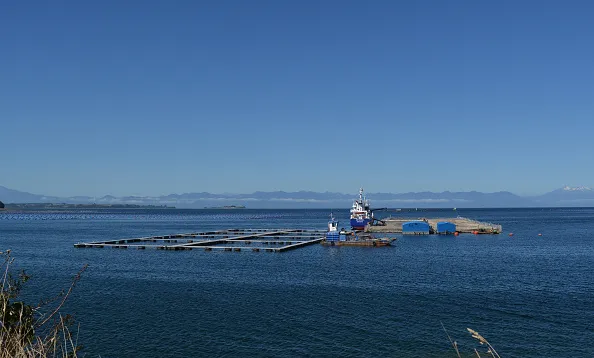 Chilean fish farm.