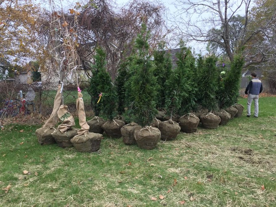 Trees ready to be planted in the Slavic Village neighborhood.