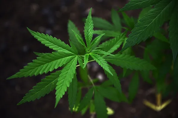 Study it well, Congress.
