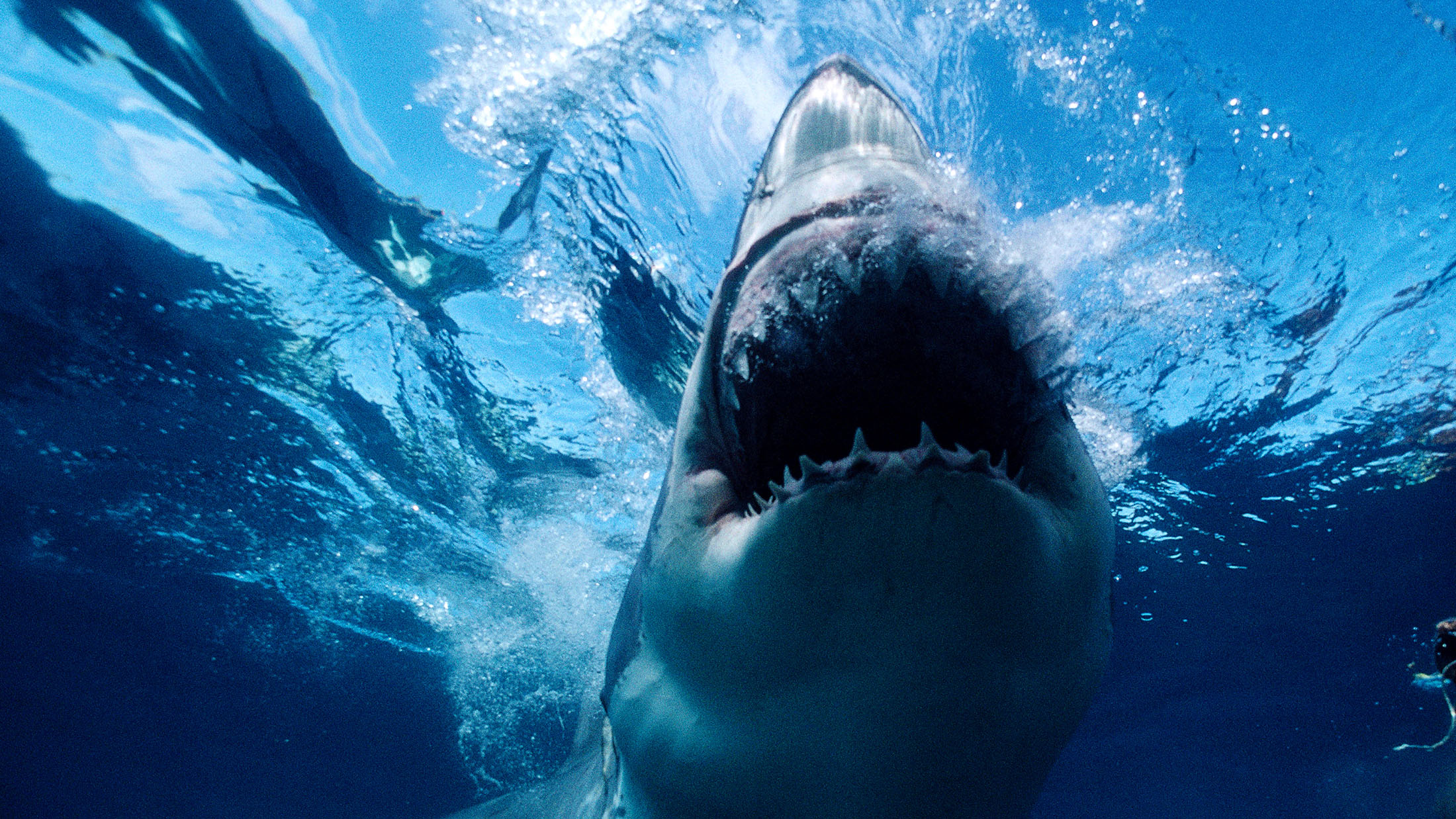 Shark Week Gets Bit as Rivals Work Around NBC’s Olympics Bloomberg