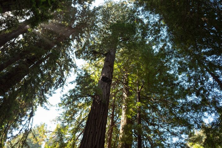 Tall Trees