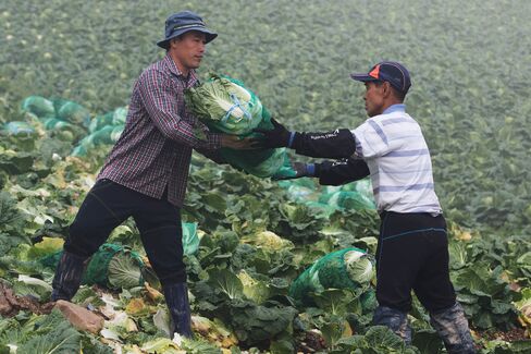 Cabbage Harvest And Kimchi Production As South Korea Second-Quarter GDP Rises 0.3%