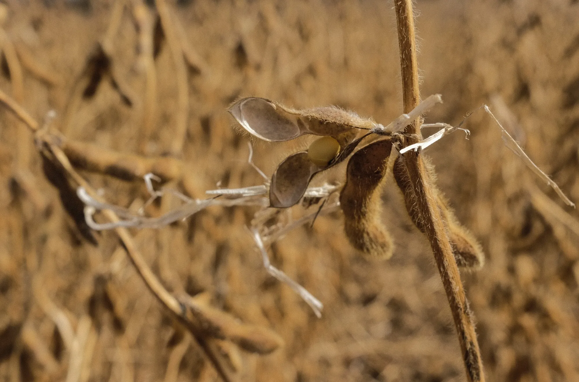 Soybeans grow at a farm in Waynesfield, Ohio, US, China bought more than 3 million metric tons of US soybeans this week.