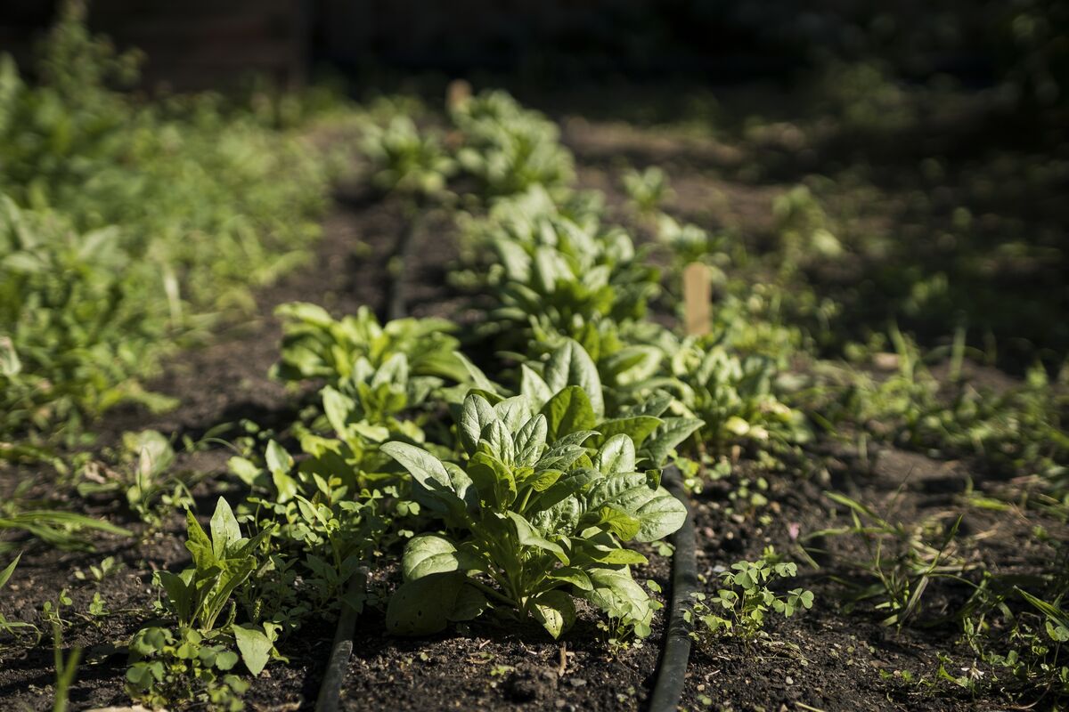 Thornapple Weed In Spinach Made More Than 100 People Hallucinate In thornapple-weed-in-spinach-made-more-than-100-people-hallucinate-in