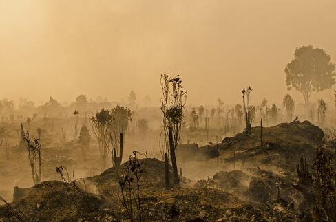 A fire-ravaged forest in Riau province, Indonesia on Aug. 28.