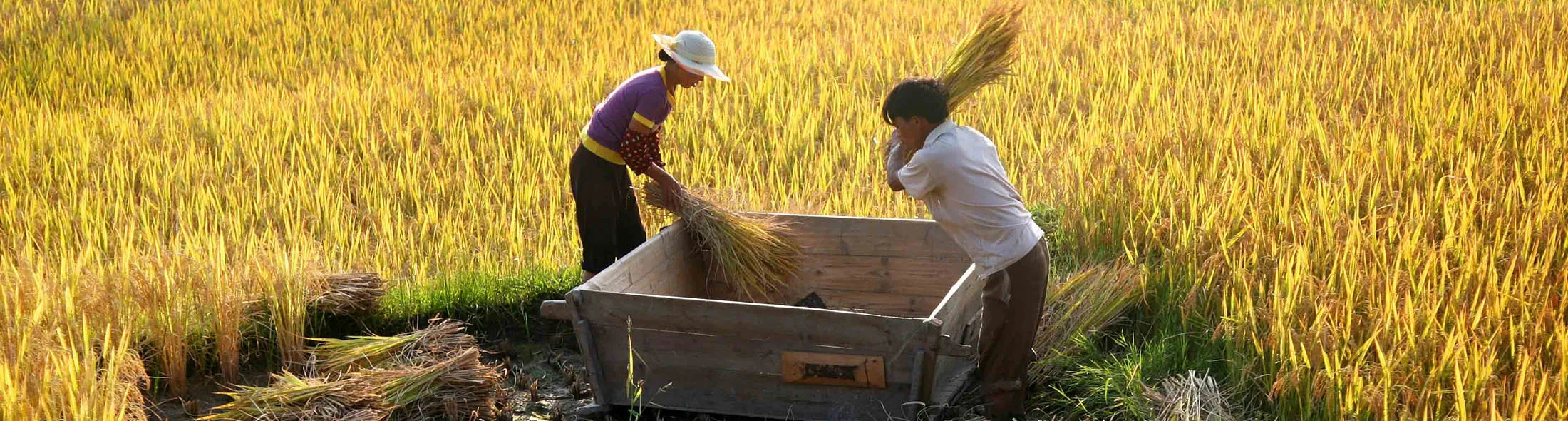 1487651344_china farm lede