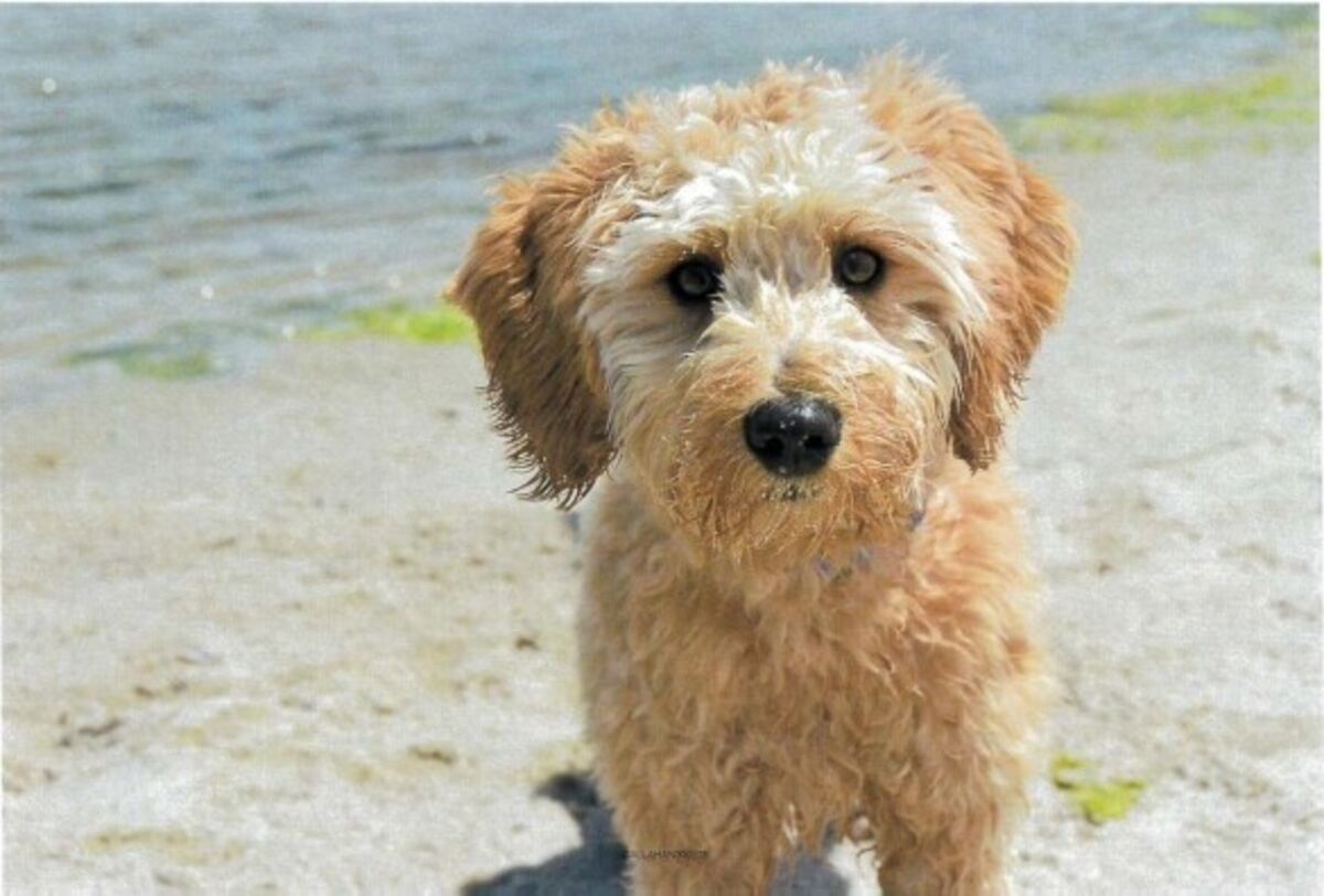 Elite Business Court Orders Auction in Goldendoodle Fight
