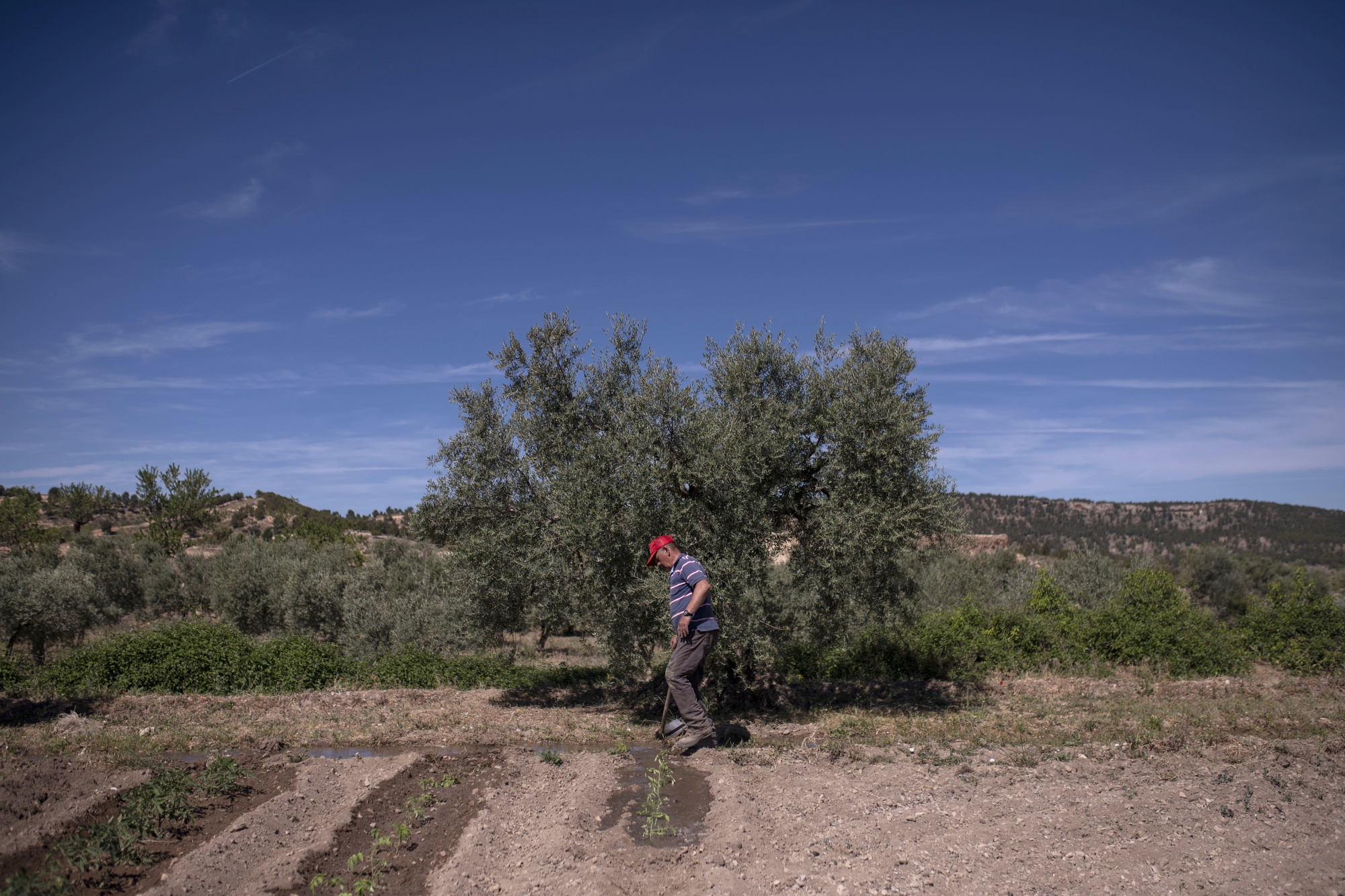 Farmer José Luis Manuel Rodríguez irrigates his fields in Letur using water from ditches dug more than a thousand years ago by Muslim rulers of the Iberian Peninsula by.