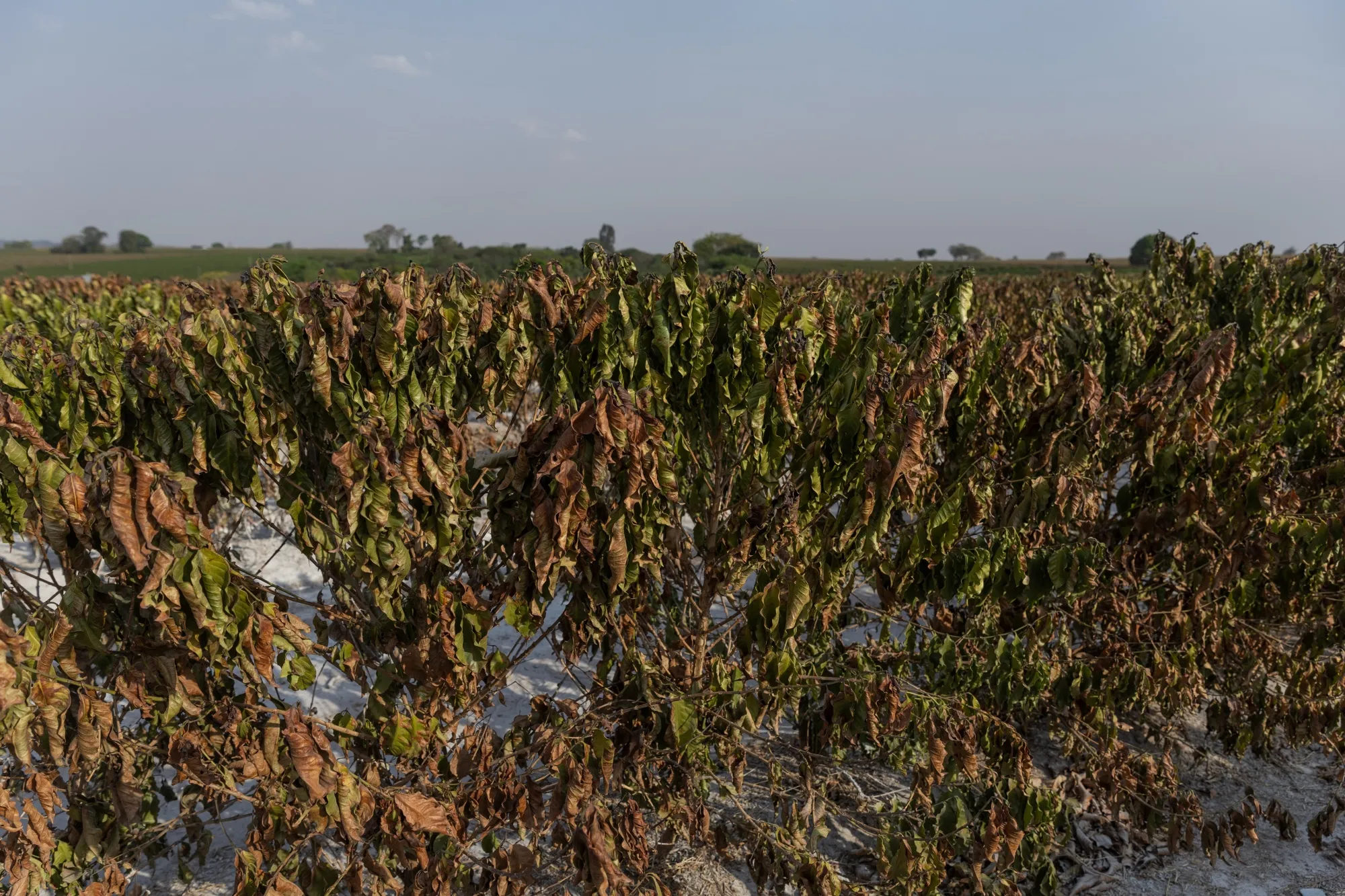 Damaged coffee crops in Brazil.