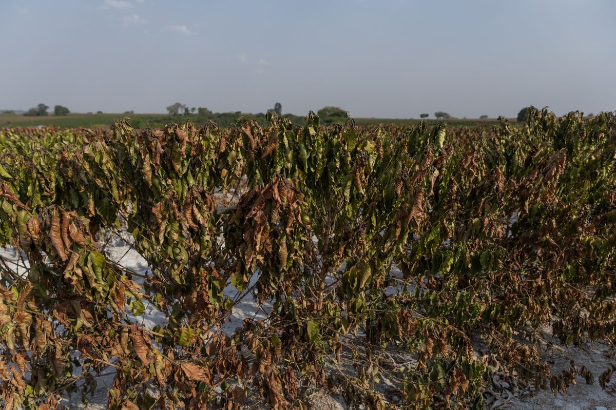 Food Companies Try ‘Insetting’ to Combat Climate Change