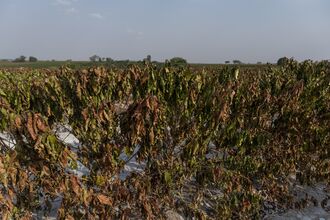 Global Food Prices Risk Spiking On Worst-Ever Drought In Brazil